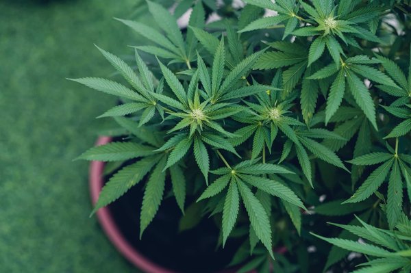 Quelles sont les différentes variétés de fleurs de CBD ?